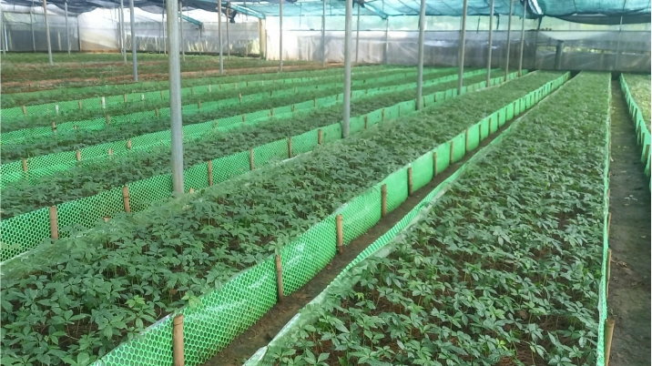 TạI sao nóI lai châu, việt nam là vùng đất lý tưởng cho việc trồng và phát triển sâm ngọc linh?