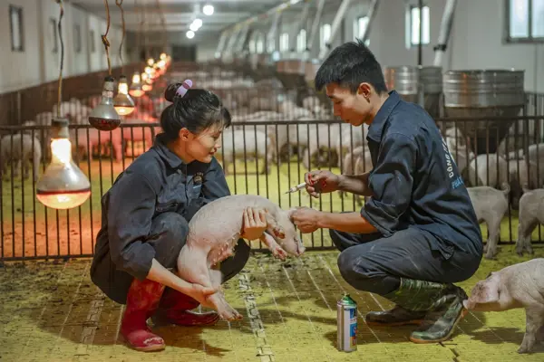 Ảnh trang trại